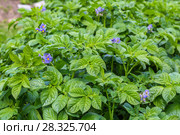 Potato field. Стоковое фото, фотограф Ольга Сейфутдинова / Фотобанк Лори