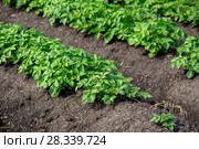 Potato field. Стоковое фото, фотограф Ольга Сейфутдинова / Фотобанк Лори