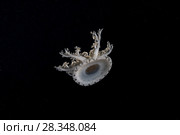 Upside Down Jellyfish (Cassiopea andromeda) in the night. Стоковое фото, фотограф Некрасов Андрей / Фотобанк Лори