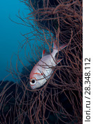 Pinecone Soldierfish (Myripristis murdjan) hide in the coral branches. Стоковое фото, фотограф Некрасов Андрей / Фотобанк Лори