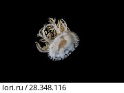 Upside Down Jellyfish (Cassiopea andromeda) in the night. Стоковое фото, фотограф Некрасов Андрей / Фотобанк Лори