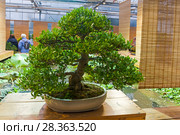 Бонсай - гардения жасминовидная (Gardenia jasminoides). Возраст - около 50 лет. Выставка японских бонсай в Аптекарском огороде, Москва, ноябрь 2017. Редакционное фото, фотограф Сергей Рыбин / Фотобанк Лори