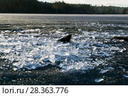 Translucent melting ice in spring on the sandy shore of the reservoir closeup. Стоковое фото, фотограф Евгений Харитонов / Фотобанк Лори