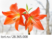 Гиппеаструм красный (Hippeastrum) Стоковое фото, фотограф Алёшина Оксана / Фотобанк Лори