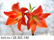 Гиппеаструм красный (Hippeastrum) Стоковое фото, фотограф Алёшина Оксана / Фотобанк Лори