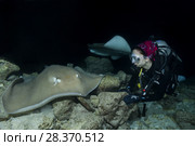 Female scuba diver looks at stingray in the night. Pink whipray or Banana-tail ray (Himantura fai) (2018 год). Редакционное фото, фотограф Некрасов Андрей / Фотобанк Лори