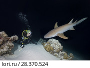 Female scuba diver looks at shark in the night. Tawny nurse shark, Giant sleepy shark or Madame X (Nebrius ferrugineus) (2018 год). Редакционное фото, фотограф Некрасов Андрей / Фотобанк Лори