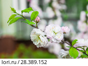 Цветки миндаля трехлопастного (Prunus triloba) Стоковое фото, фотограф Алёшина Оксана / Фотобанк Лори