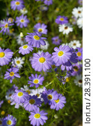 Брахикома иберисолистная (лат. Brachycome iberidifolia) Стоковое фото, фотограф Елена Коромыслова / Фотобанк Лори
