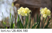 Желтые нарциссы Yellow daffodils (Narcissus poeticus) Стоковое видео, видеограф Ольга Сейфутдинова / Фотобанк Лори