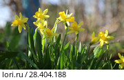 Желтые нарциссы Yellow daffodils (Narcissus poeticus) Стоковое видео, видеограф Ольга Сейфутдинова / Фотобанк Лори