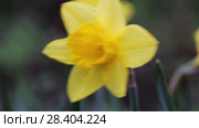 Желтые нарциссы Yellow daffodils (Narcissus poeticus) Стоковое видео, видеограф Ольга Сейфутдинова / Фотобанк Лори