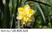 Желтые нарциссы Yellow daffodils (Narcissus poeticus) Стоковое видео, видеограф Ольга Сейфутдинова / Фотобанк Лори