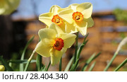 Желтые нарциссы Yellow daffodils (Narcissus poeticus) Стоковое видео, видеограф Ольга Сейфутдинова / Фотобанк Лори