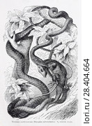 Темная плетевидка (Dryophis pulverulentus) - рисунок  из книги А. Брэма "Жизнь животных" 1896 г. Стоковая иллюстрация, иллюстратор Вера Смолянинова / Фотобанк Лори