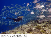 Female scuba diver swims inside school of bayads in blue water over coral reef. Bayad, Bigeye Trevally or Dusky Jack (Caranx sexfasciatus) (2018 год). Редакционное фото, фотограф Некрасов Андрей / Фотобанк Лори