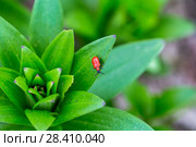 Лилейная трещалка (Lilioceris lilii) Scarlet Lily Beetle (Lilioceris lilii) adult, on lily leaf in garden. Стоковое фото, фотограф Ольга Сейфутдинова / Фотобанк Лори