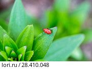Лилейная трещалка (Lilioceris lilii) Scarlet Lily Beetle (Lilioceris lilii) adult, on lily leaf in garden. Стоковое фото, фотограф Ольга Сейфутдинова / Фотобанк Лори