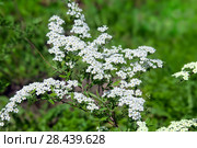 Цветущий кустарник Спирея серая Grefsheim (Spiraea cinerea Zabel) Стоковое фото, фотограф Татьяна Белова / Фотобанк Лори