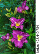 Лилейник Лавендер Блю Бэйби (Hemerocallis Lavender Blue Baby) Стоковое фото, фотограф Ольга Сейфутдинова / Фотобанк Лори