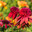 Эхинацея Эксцентрик (Echinacea Eccentric) Стоковое фото, фотограф Ольга Сейфутдинова / Фотобанк Лори