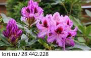 Catawba Rhododendron Cultivar (Rhododendron catawbiense) Стоковое видео, видеограф Ольга Сейфутдинова / Фотобанк Лори