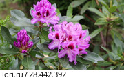 Catawba Rhododendron Cultivar (Rhododendron catawbiense) Стоковое видео, видеограф Ольга Сейфутдинова / Фотобанк Лори