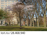Sakura Park is public park. It was originally called Claremont Park, but renamed in 1912 after Committee of Japanese Residents of New York donated 2,500 cherry blossom trees to city. США (2018 год). Редакционное фото, фотограф Валерия Попова / Фотобанк Лори