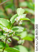 Цветение многолетней кустарниковой лианы актинидия коломикта (лат. Actinidia kolomikta) Стоковое фото, фотограф Наталья Гармашева / Фотобанк Лори