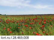 Красные цветы мака полевого (лат. Papaver rhoeas) на просторах Таманского полуострова. Стоковое фото, фотограф Наталья Гармашева / Фотобанк Лори