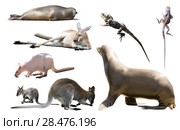 australia animals isolated. Стоковое фото, фотограф Яков Филимонов / Фотобанк Лори