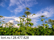 Борщевик Сосновского (лат. Heracleum sosnowskyi) Стоковое фото, фотограф Ольга Сейфутдинова / Фотобанк Лори