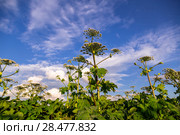 Борщевик Сосновского (лат. Heracleum sosnowskyi) Стоковое фото, фотограф Ольга Сейфутдинова / Фотобанк Лори