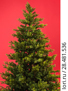 Christmas tree on red background. Стоковое фото, агентство Ingram Publishing / Фотобанк Лори