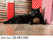 Portrait of a black cat pet lying near the red shopping paper bags. Стоковое фото, фотограф Kirill Kedrinskiy / Ingram Publishing / Фотобанк Лори
