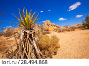 Joshua Tree National Park Yucca Valley in Mohave desert California USA (2013 год). Стоковое фото, фотограф Tono Balaguer / Ingram Publishing / Фотобанк Лори