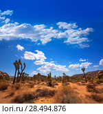 Joshua Tree National Park Yucca Valley in Mohave desert California USA (2013 год). Стоковое фото, фотограф Tono Balaguer / Ingram Publishing / Фотобанк Лори