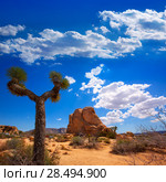 Joshua Tree National Park Yucca Valley in Mohave desert California USA (2013 год). Стоковое фото, фотограф Tono Balaguer / Ingram Publishing / Фотобанк Лори