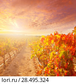 Sunrise in vineyard at Utiel Requena tempranillo bobal grape vineyards spain. Стоковое фото, фотограф Tono Balaguer / Ingram Publishing / Фотобанк Лори