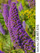 Echium candicans pride of Madeira purple flowers in California. Стоковое фото, фотограф Tono Balaguer / Ingram Publishing / Фотобанк Лори