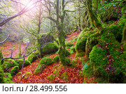 Autumn Selva de Irati fall beech jungle in Navarra Pyrenees of Spain. Стоковое фото, фотограф Tono Balaguer / Ingram Publishing / Фотобанк Лори