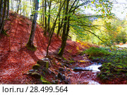 Autumn Selva de Irati fall beech jungle in Navarra Pyrenees of Spain. Стоковое фото, фотограф Tono Balaguer / Ingram Publishing / Фотобанк Лори