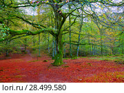 Autumn Selva de Irati fall beech jungle in Navarra Pyrenees of Spain. Стоковое фото, фотограф Tono Balaguer / Ingram Publishing / Фотобанк Лори