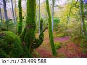 Autumn Selva de Irati fall beech jungle in Navarra Pyrenees of Spain. Стоковое фото, фотограф Tono Balaguer / Ingram Publishing / Фотобанк Лори