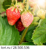 Fresh organic strawberries growing at garden. Стоковое фото, фотограф Olena Mykhaylova / Ingram Publishing / Фотобанк Лори