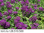 Алиссум (лат. Alyssum), или Лобулярия  (лат. Lobularia) цветет в саду. Стоковое фото, фотограф Елена Коромыслова / Фотобанк Лори