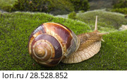 Улитка Achatina fulica движется по мху. Snail Achatina fulica moves on the moss. Стоковое видео, видеограф Евгений Романов / Фотобанк Лори