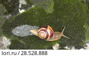 Улитка Achatina fulica движется по мху. Snail Achatina fulica moves on the moss. Стоковое видео, видеограф Евгений Романов / Фотобанк Лори