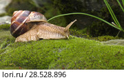 Улитка Achatina fulica движется по мху. Snail Achatina fulica moves on the moss. Стоковое видео, видеограф Евгений Романов / Фотобанк Лори