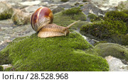 Улитка Achatina fulica движется по мху. Snail Achatina fulica moves on the moss. Стоковое видео, видеограф Евгений Романов / Фотобанк Лори